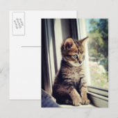Tabby Kitten Watching Postkarte (Vorne/Hinten)
