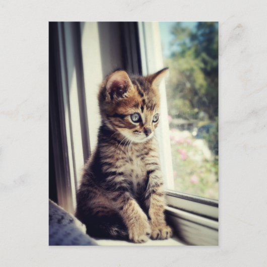 Tabby Kitten Watching Postkarte (Vorderseite)