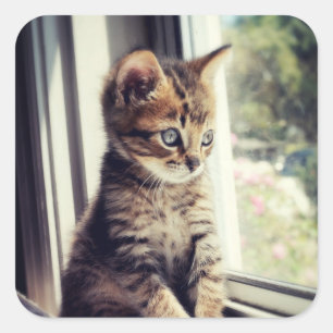 Tabby Kitten Watching Quadratischer Aufkleber