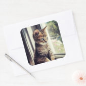 Tabby Kitten Watching Quadratischer Aufkleber (Umschlag)