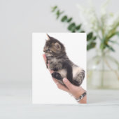 tabby kitten who licks postkarte (Stehend Vorderseite)