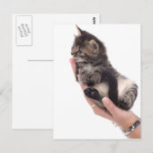 tabby kitten who licks postkarte (Vorne/Hinten)