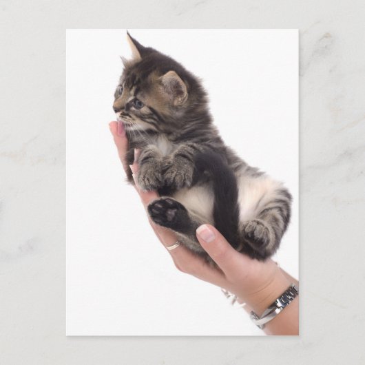 tabby kitten who licks postkarte (Vorderseite)