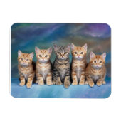 Tabby Kittens in einem Row Magnet (Horizontal)