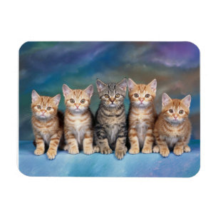 Tabby Kittens in einem Row Magnet