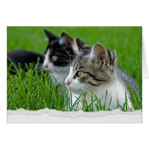Tabby Kittens in Gras zum Nachdenken