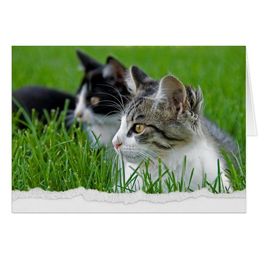 Tabby Kittens in Gras zum Nachdenken (Vorderseite (Horizontal))