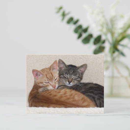 Tabby Kittens Postcard Postkarte (Stehend Vorderseite)