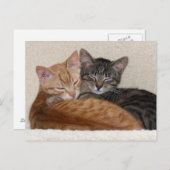 Tabby Kittens Postcard Postkarte (Vorne/Hinten)