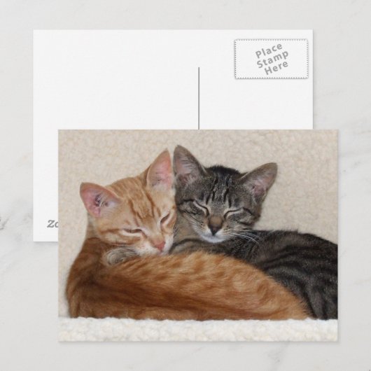 Tabby Kittens Postcard Postkarte (Vorne/Hinten)