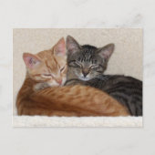 Tabby Kittens Postcard Postkarte (Vorderseite)