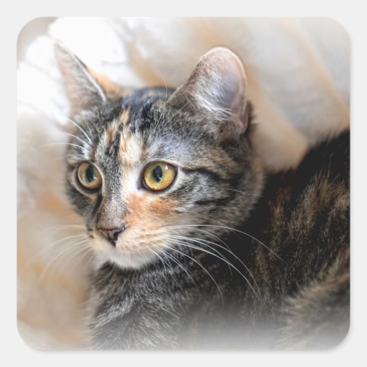 Tabby Kitty Cat Portrait Quadratischer Aufkleber (Vorderseite)