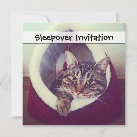 Tabby Kitty in Hütte Nah-Up Foto Einladung (Vorderseite)