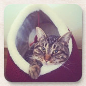Tabby Kitty in Hütte Nah-Up Foto Getränkeuntersetzer (Vorderseite)
