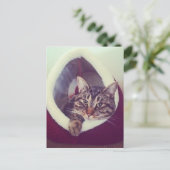 Tabby Kitty in Hütte Nah-Up Foto Postkarte (Stehend Vorderseite)