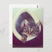 Tabby Kitty in Hütte Nah-Up Foto Postkarte (Vorne/Hinten)