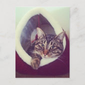 Tabby Kitty in Hütte Nah-Up Foto Postkarte (Vorderseite)