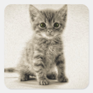 Tabby Kitty Quadratischer Aufkleber