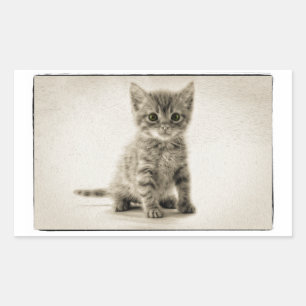 Tabby Kitty Rechteckiger Aufkleber