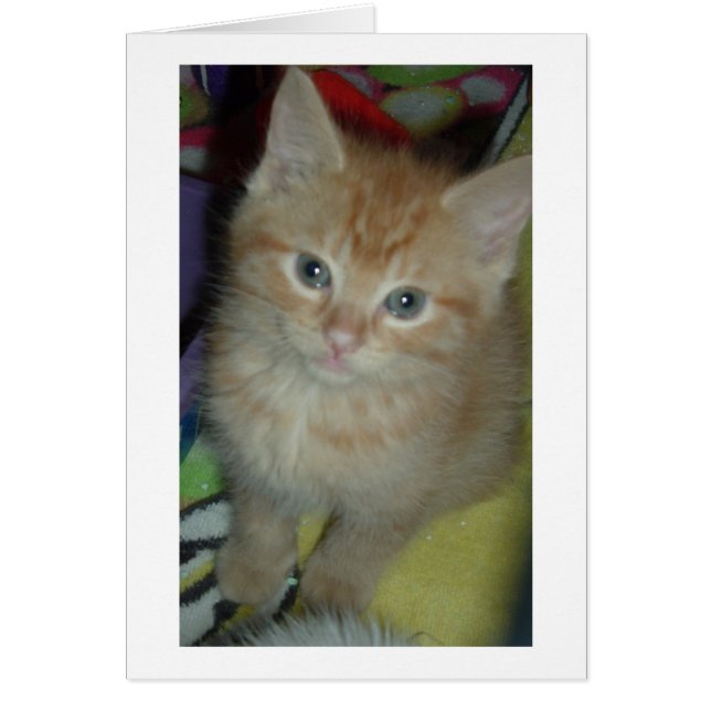 Tabby-Liebe (Vorne)