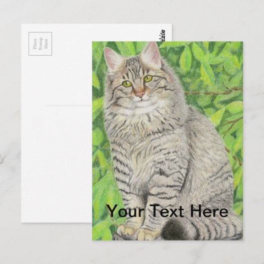 Tabby Longhair Postkarte (Vorne/Hinten)