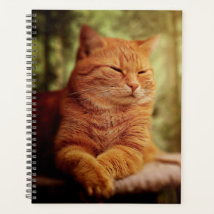 Tabby Planer