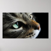 Tabby Poster (Vorne)