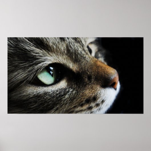 Tabby Poster (Vorne)