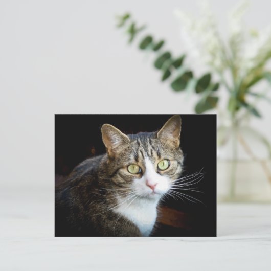 Tabby Postkarte (Stehend Vorderseite)