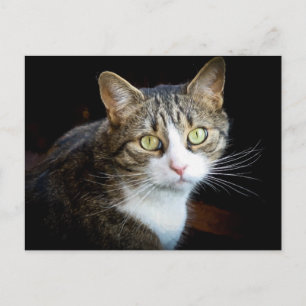 Tabby Postkarte