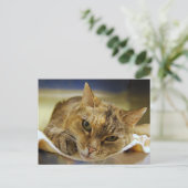 Tabby Princess Postcard Postkarte (Stehend Vorderseite)