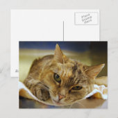 Tabby Princess Postcard Postkarte (Vorne/Hinten)