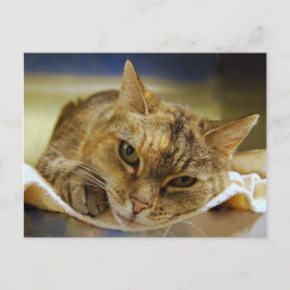 Tabby Princess Postcard Postkarte