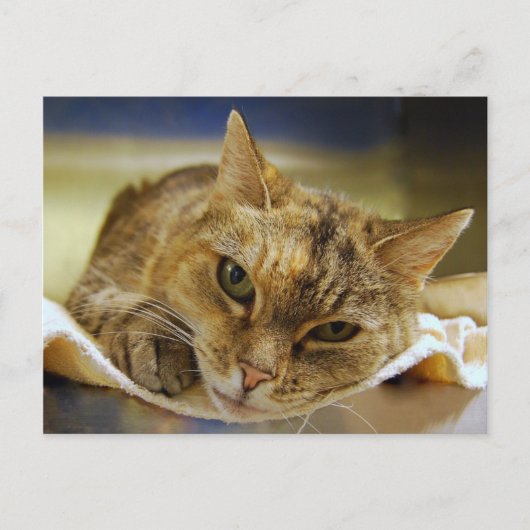 Tabby Princess Postcard Postkarte (Vorderseite)