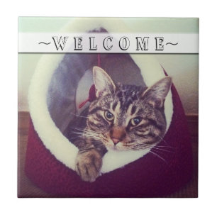 Tabby Relaxen in Hütte Nah-Up Fotograf individuell Fliese