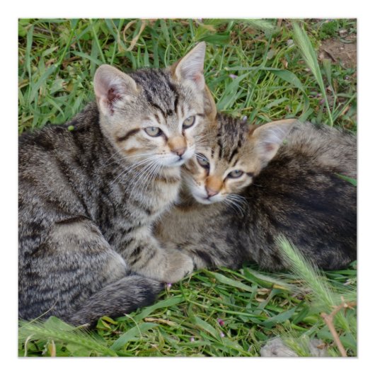 Tabby Sisters 20" x 20",Posterpapier,Halbglanz Poster (Vorderseite)