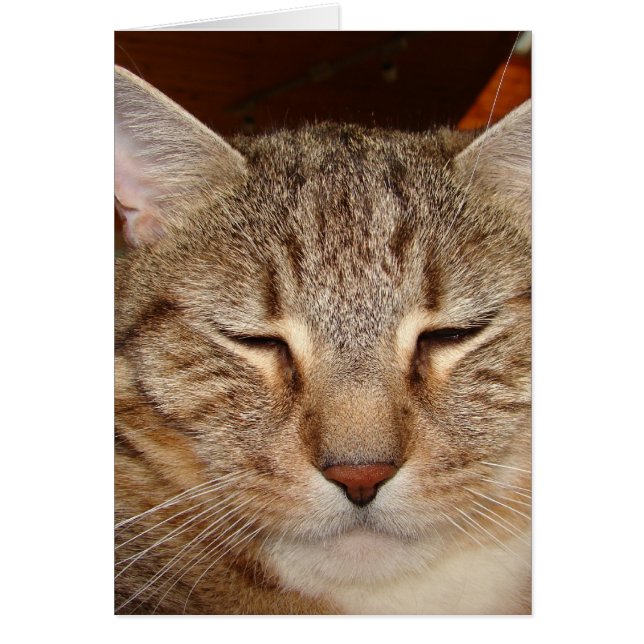 Tabby Tiger Cat (Vorne)