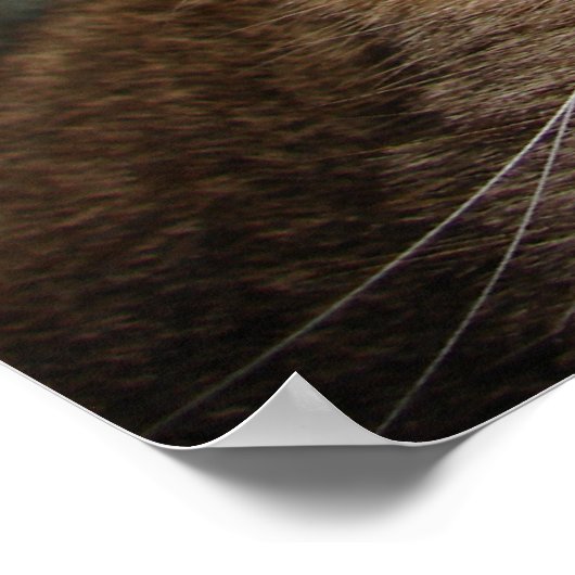 Tabby Tiger Cat Poster (Ecke)