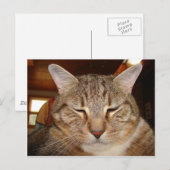 Tabby Tiger Cat Postkarte (Vorne/Hinten)
