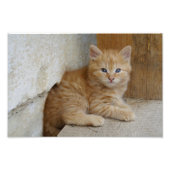 Tabby Tomcat Kitten Fotodruck (Vorne)
