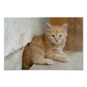 Tabby Tomcat Kitten Fotodruck