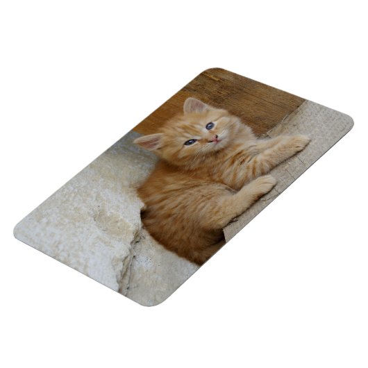 Tabby Tomcat Kitten Magnet (Linke Seite)