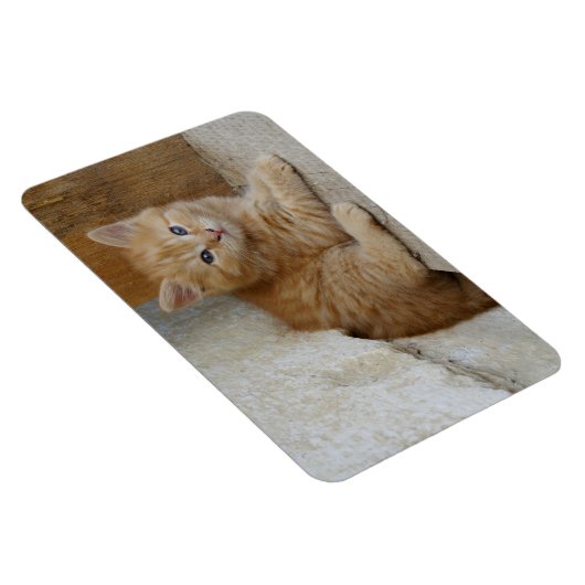 Tabby Tomcat Kitten Magnet (Rechte Seite)