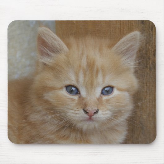 Tabby Tomcat Kitten Mousepad (Vorne)