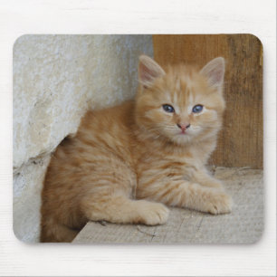 Tabby Tomcat Kitten Mousepad