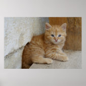 Tabby Tomcat Kitten Poster (Vorne)