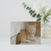 Tabby Tomcat Kitten Postkarte (Stehend Vorderseite)