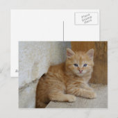Tabby Tomcat Kitten Postkarte (Vorne/Hinten)