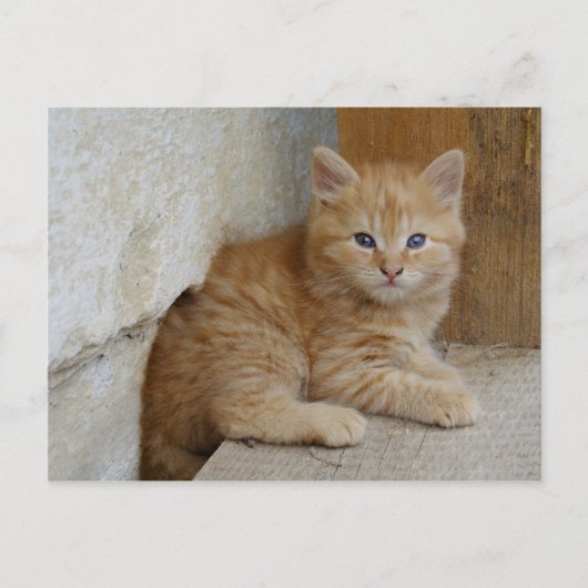 Tabby Tomcat Kitten Postkarte (Vorderseite)