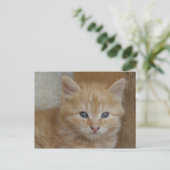 Tabby Tomcat Kitten Postkarte (Stehend Vorderseite)